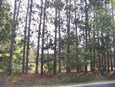 Pines along front