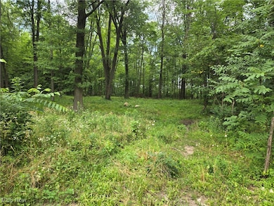 View of tree filled area