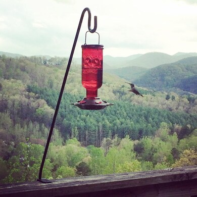 The Hummingbirds love it here!