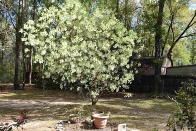 White flowering Grancy Greybeard tree