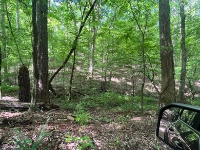 View of local wilderness