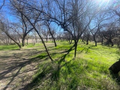 Lots of mature trees