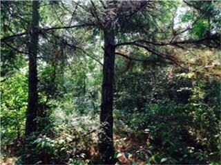 lot3a Saddlewood Dr, Conroe, TX 77384 - photo 2