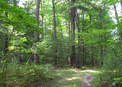 Healthy forest