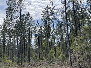 0 Stanford Lake Rd unit 140592, Poplarville, MS 39470 - photo 4