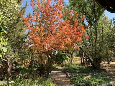 Beautiful Trees in Back yard