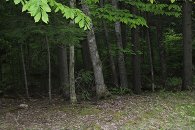 IMG_0115 - Copy
