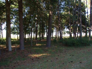 Marsh View