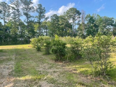 Blueberry patches view