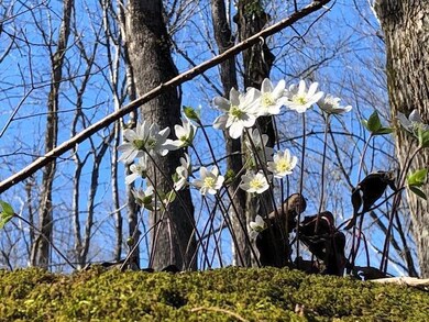 Dugan Loop Flowers 2
