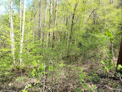 000 Bannick Springs Rd, Whittier, NC 28789 - photo 3