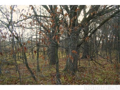 Mature red oak.