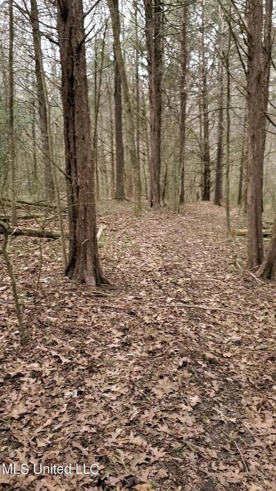 Trail