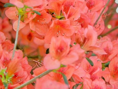 11 Juniper Rd, Salem, NH 03079 - photo 4