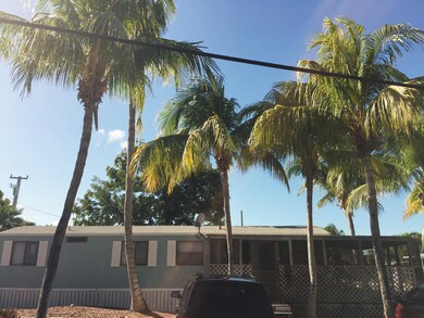 MATURE PALM TREES