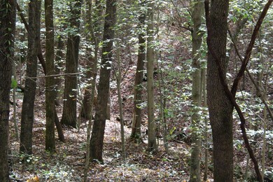 1 Gosser Ridge Spur, Russell Springs, KY 42624 - photo 3