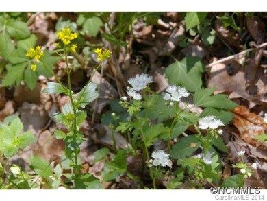 00 Roaring Fork Rd, Burnsville, NC 28714 - photo 3