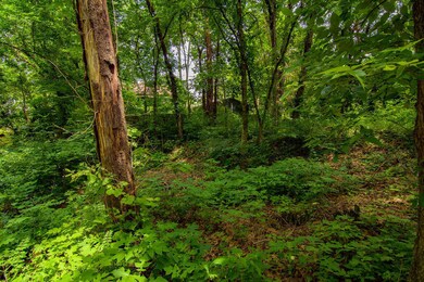 Lots of Hardwoods