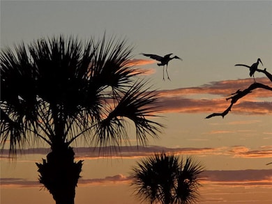 Stork coming in for a landing