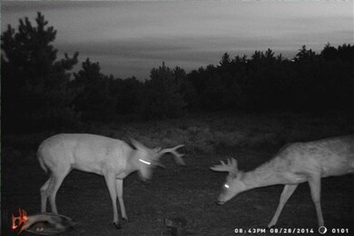 3 Trail Cam-WR