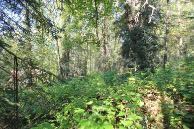 5939 E 38th Ct, Anchorage, AK 99504 - photo 6