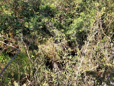 0 SW Brown Rd, Lee, FL 32059 - photo 6