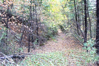 View of local wilderness