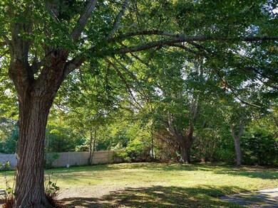 101 Back yard 2