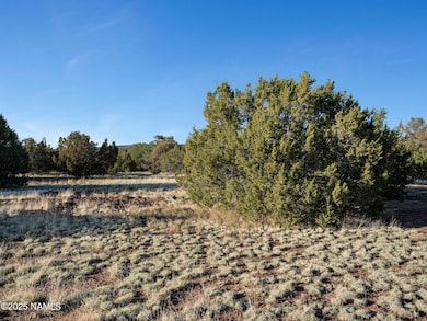 Junipers