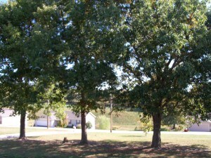 Front yard shade