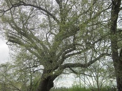 live oaks