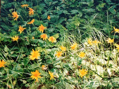 880 Bowdish Rd, Whitefish, MT 59937 - photo 5