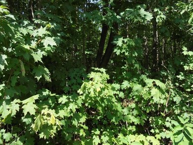 Wooded