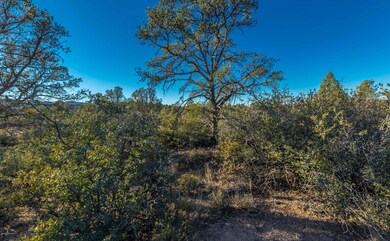 Vegetation on Lot