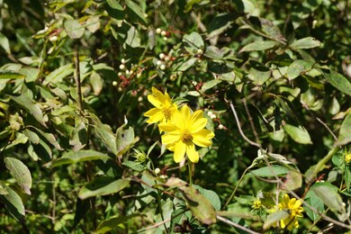 40 Ac County Road C, Orange, WI 54618 - photo 6