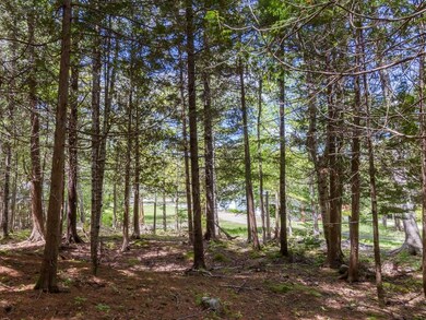 Wooded area with moss and fern.