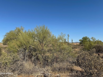 Lush desert vegetation.
