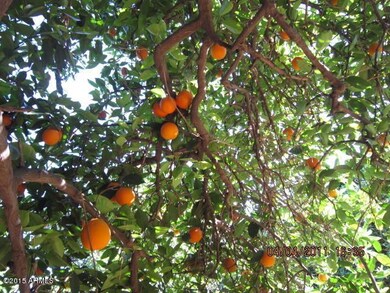 beautiful oranges