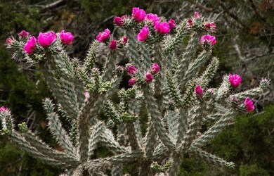 421 Post Oak Rd, Fredericksburg, TX 78624 - photo 7