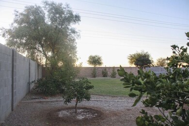 Citrus Trees