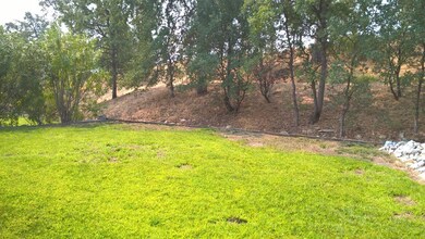 Lush and green backyard