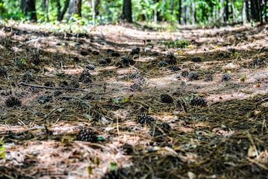 0 Brush Creek Rd unit RTC3001894, Hohenwald, TN 38462 - photo 4