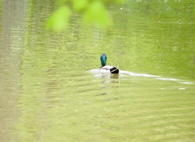Resident Drakes Creek Mallard Duck (photo taken from property Drakes Creek frontage)