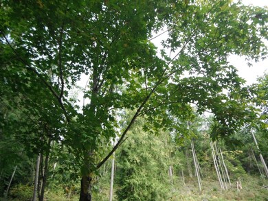 0 Fisk Rd E unit 693308, Orting, WA 98360 - photo 6