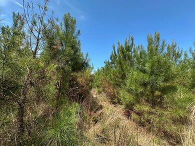 + - 130 Acres unit Simpson County MS, New Hebron, MS 39149 - photo 6