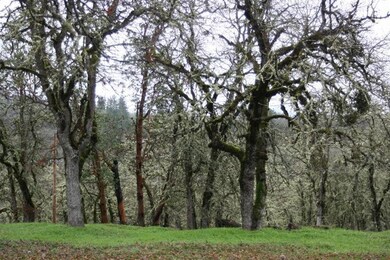 9751 Blackwell Rd, Central Point, OR 97502 - photo 2