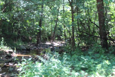 beautiful woods