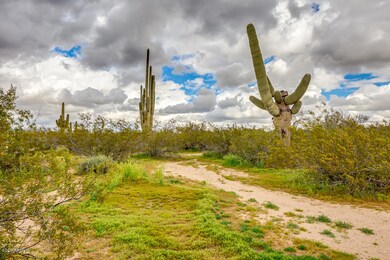 Majestic Saguaros!