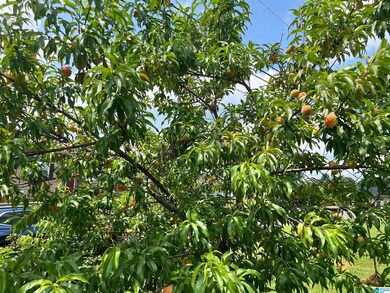 Fresh Peaches!