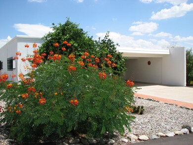 Mexican Bird of Paradise